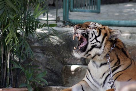 Close-Up Photo of a Roaring Tiger · Free Stock Photo