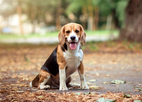 Beagle Blog