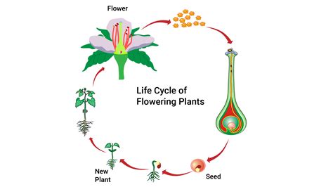 Reproduction In Plants