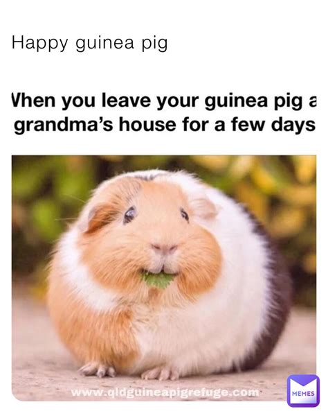 fat guinea pig to make you laugh | @spacemarine | Memes