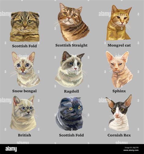 Cat Breeds Chart