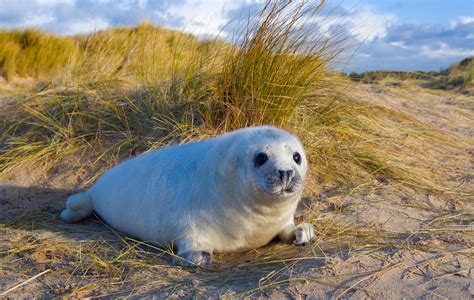 Blakeney Point: Where to see seals in Norfolk | GoodtoKnow