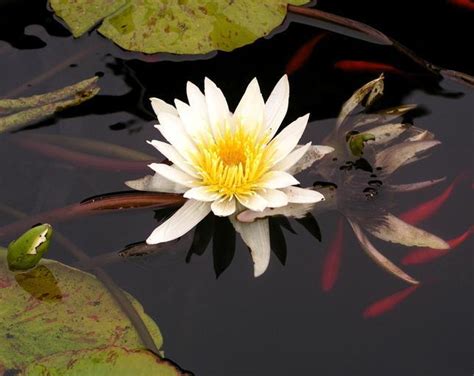 Free Images - water lily koi pond