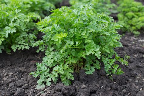 Growing Parsley: 5 Tips for Getting Started