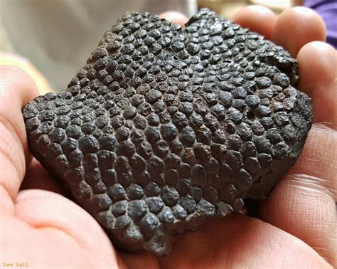 Fossilized dinosaur skin : r/pics