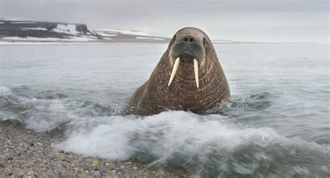 Walrus