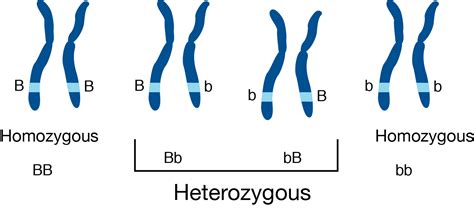 Heterozygous vs. Homozygous — Differences & Similarities - Expii