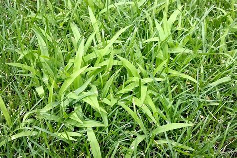 Weed of the Month Series: Crabgrass - Organolawn