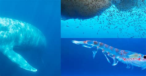 Antarctic Blue Whale and Krill Voyage 2019 — Australian Marine Mammal Centre