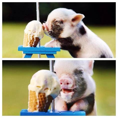 This little Pig eating ice cream http://ift.tt/2r6W8zl | Pig eating ice cream, Puppy care, Animals