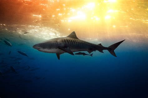 Damn, These Are Some Beautiful Photos of Sharks | GQ