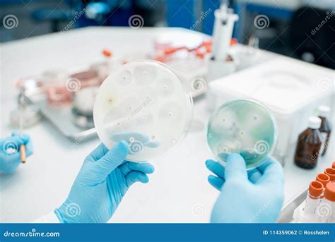 Bacteria with Antibiotics in Petri Dishes Stock Photo - Image of health, analysis: 114359062