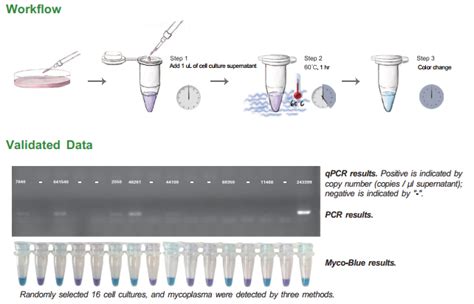 Mycoplasma Detection & Elimination | Tamar Laboratory Supplies LTD.