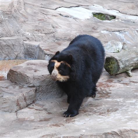 Spectacled Bear