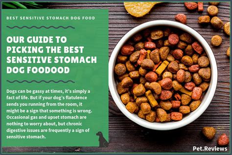 Best Dog Food For Sensitive Stomach & Diarrhea (Canned) - 2020 u00 Picks