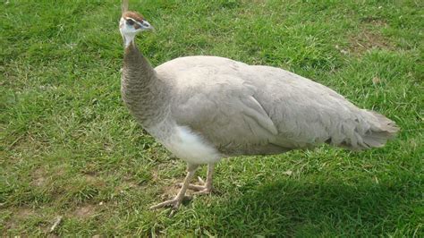 Opal Peacocks - Peacocks UK