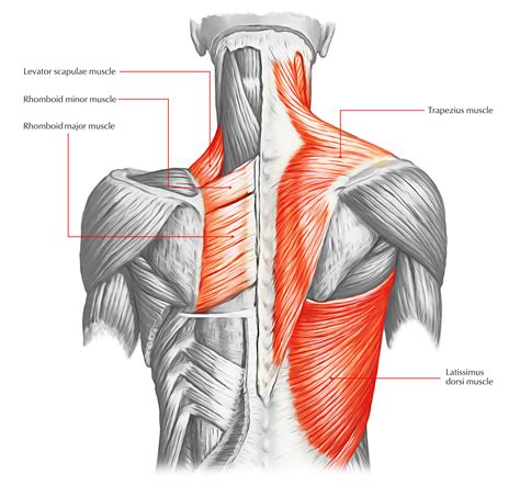 88+ Muscles Of The Back - l2sanpiero