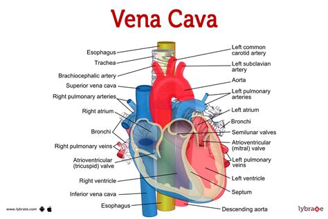 Vena cava (Human Anatomy): Image, Functions, Diseases and Treatments