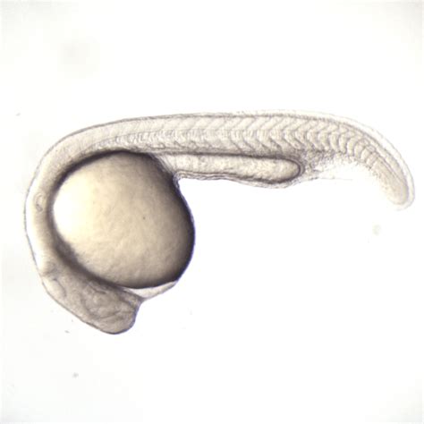 Zebrafish embryo development - Science in the News