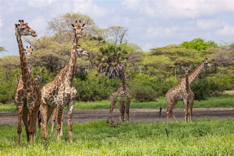 Giraffe Safari - 10 Best Places to See Giraffes