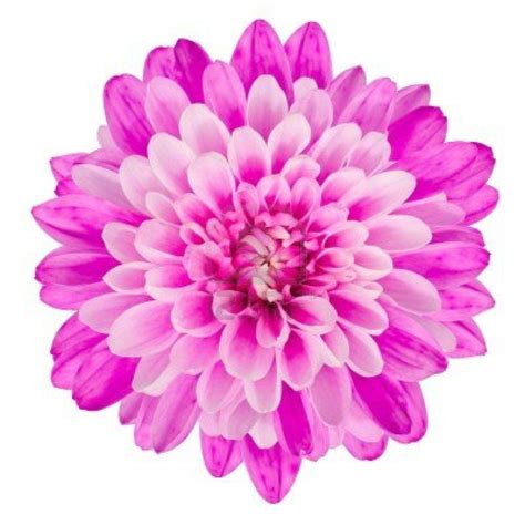 Pink Flower White Backgrounds - Wallpaper Cave