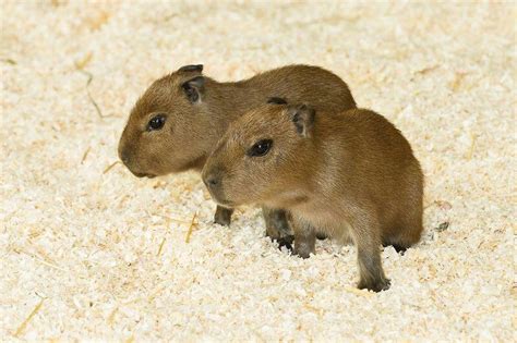 Cute baby capybaras : r/capybara