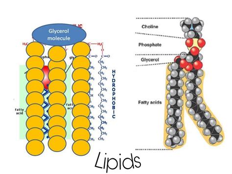 Biomolecules, some important biomoleculs Carbohydrates, Lipids, Proteins and Nucleic acid.