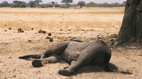 African Elephants Dying By The Hundreds From Drought & Famine - Signs Of The Last Days