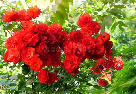 Red Climbing Roses in the Garden Stock Photo - Image of abundant, inflorescence: 181640222