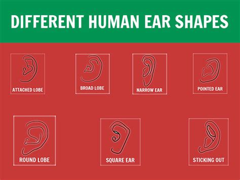 The 7 Types of Earlobes and the Secrets They Reveal About Your Personailty