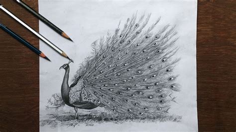 View Pencil Drawing Peacock Images | basnami