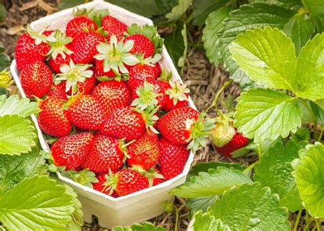 11+ companion plants for strawberries ???? ???? Enhancing growth and repelling pests