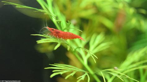 Red Cherry Shrimp, Care, Feeding, Tank Mates & Lifespan