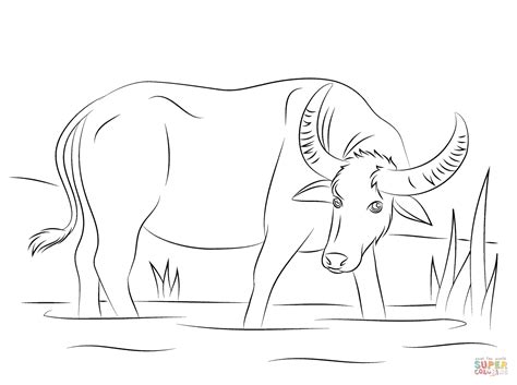 Water Buffalo Coloring Pages