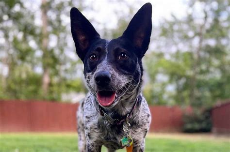 The Blue Heeler Corgi Mix: Everything You Need To Know