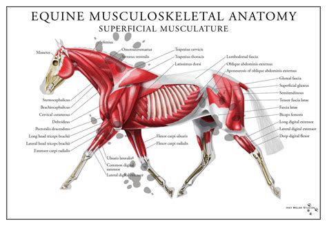 Equine Superficial Muscular System Poster | Horse anatomy, Muscular system, Horses