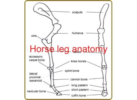 Horse Rear Leg Anatomy