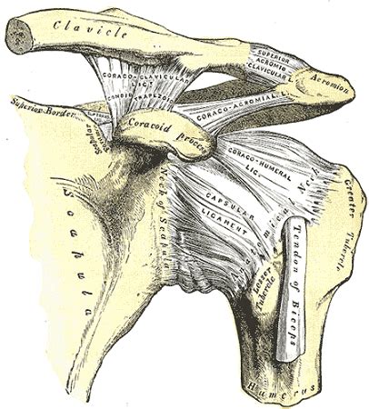 Acromion Process Anatomy