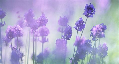 Field Of Purple Flowers Wallpaper