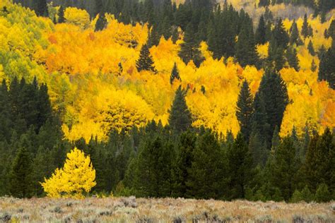 Quaking Aspen - Populus Tremuloides | Decidous Trees | Cold Stream Farm