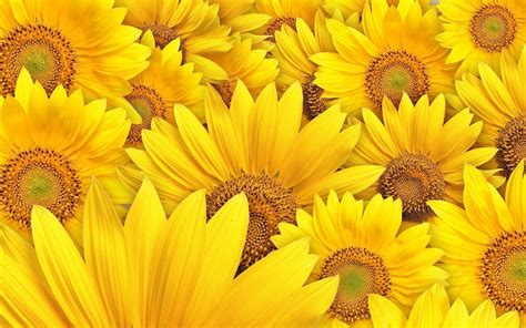 Sunflowers Wallpapers - Wallpaper Cave