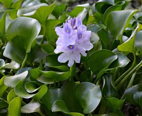 6 Water Hyacinths (eichhornia crassipes) Floating Pond Plant - Pond Flower | Hyacinth plant ...