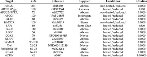 Western blot antibody details. Summary of primary antibodies used for... | Download Scientific ...