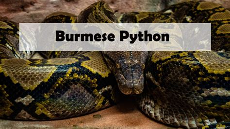 A Guide on Pet Snake Caring – Burmese Python - The Barnyard Supply Co