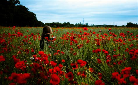 Dorothy In The Field Of Poppies: What the Wizard of Oz Can Teach Us About Opiate Use - DOC PARK