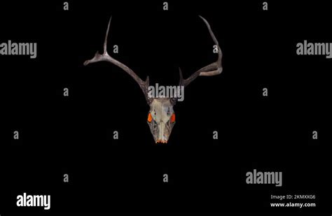 creepy deer skull fire eyes nose slight motion effect Stock Video Footage - Alamy