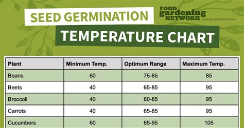 Understanding the Perfect Conditions for Seed Germination - revolutionseeds