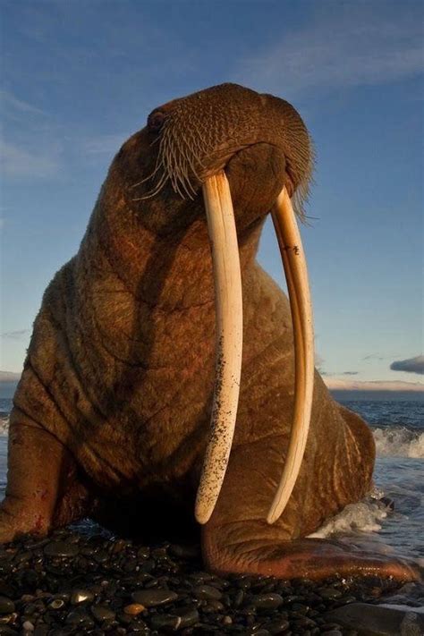 🔥 This Walrus has massive tusks 🔥 : r/NatureIsFuckingLit