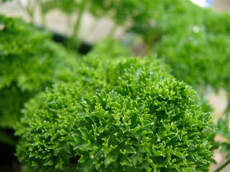 Parsley 'Curly' 4" Pot - Hello Hello Plants