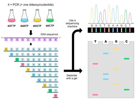 DNA Sequencing- Maxam–Gilbert and Sanger Dideoxy Method